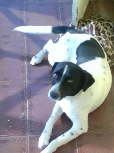 Cachorro ra a indifinida idade 7 a 11 meses nome bidu