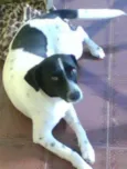 bidu