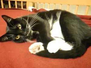 Gato raça Indefinida idade 2 anos nome Chico Buarque