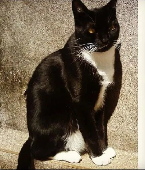 Gato ra a Indefinida idade 2 anos nome Chico Buarque
