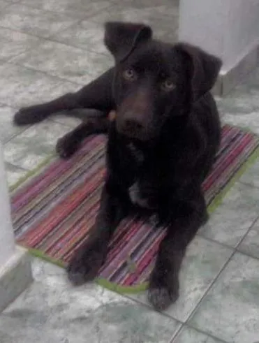 Cachorro raça Indefinida idade 2 a 6 meses nome Nick