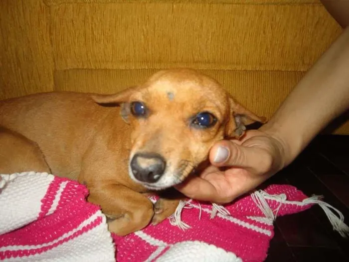 Cachorro raça Pinscher idade 6 ou mais anos nome Não sabe