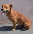 pipo