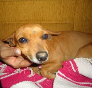 Cachorro raça Pinscher idade 6 ou mais anos nome Não sabe
