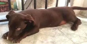 Cachorro raça Indefinida idade 2 a 6 meses nome Nick