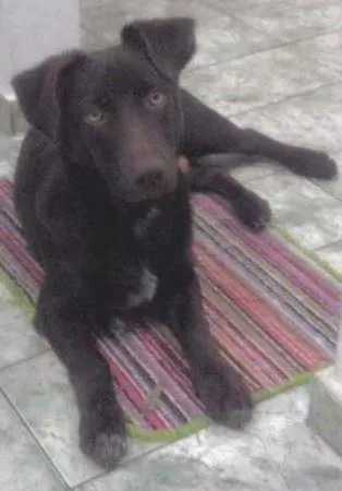 Cachorro raça Indefinida idade 2 a 6 meses nome Nick