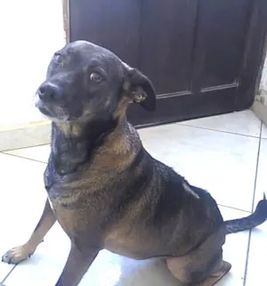 Cachorro raça SRD idade 2 anos nome Tita