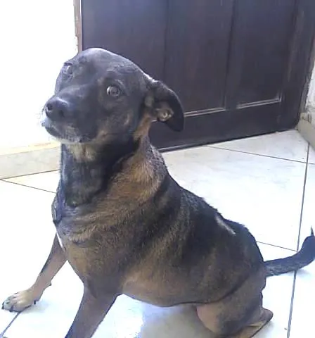 Cachorro ra a SRD idade 2 anos nome Tita