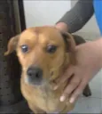 Mel