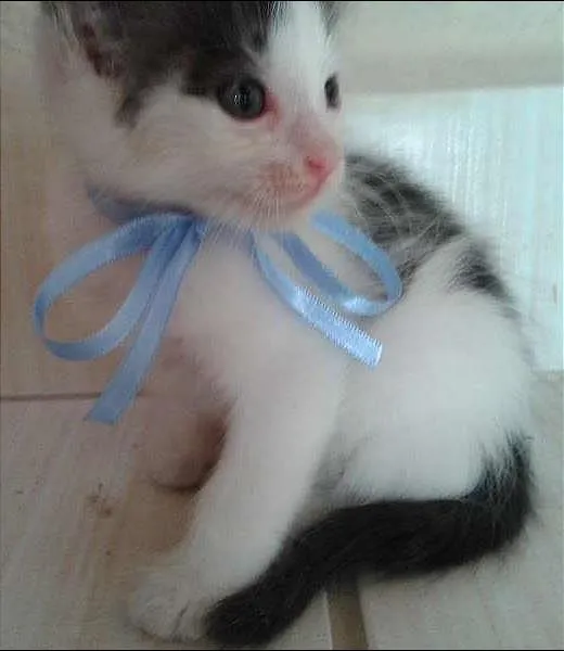 Gato ra a  idade Abaixo de 2 meses nome Meepo