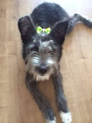 Cachorro raça Vira lata idade 1 ano nome Lana