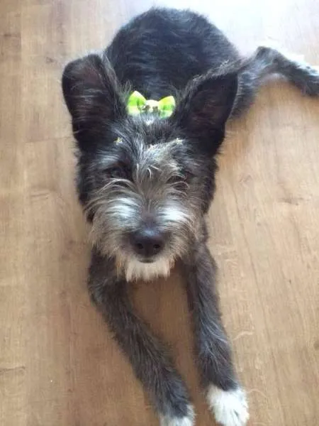 Cachorro ra a Vira lata idade 1 ano nome Lana