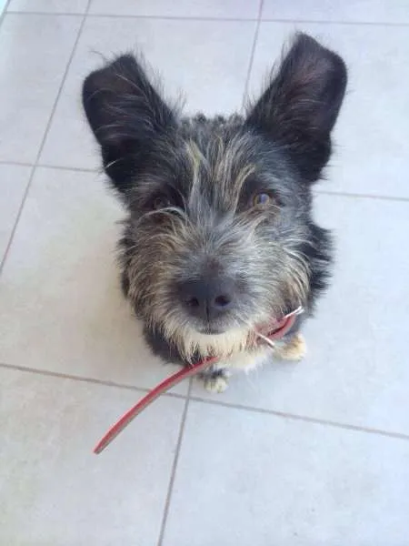 Cachorro ra a Vira lata idade 1 ano nome Lana