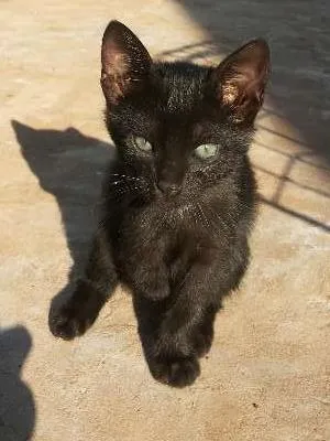 Gato raça SRD idade  nome Lindo