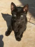 Lindo