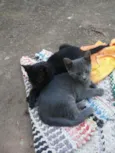 Lindas irmãzinhas