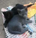 Lindas irmãzinhas