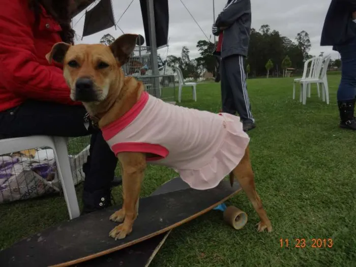 Cachorro ra a srd idade 2 anos nome Penélope