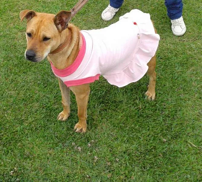 Cachorro ra a srd idade 2 anos nome Penélope