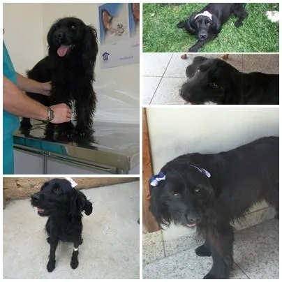 Cachorro ra a srd idade 4 anos nome Pandora
