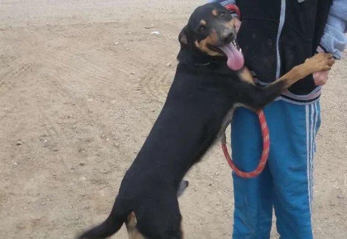 Cachorro ra a srd idade 2 anos nome Vitório