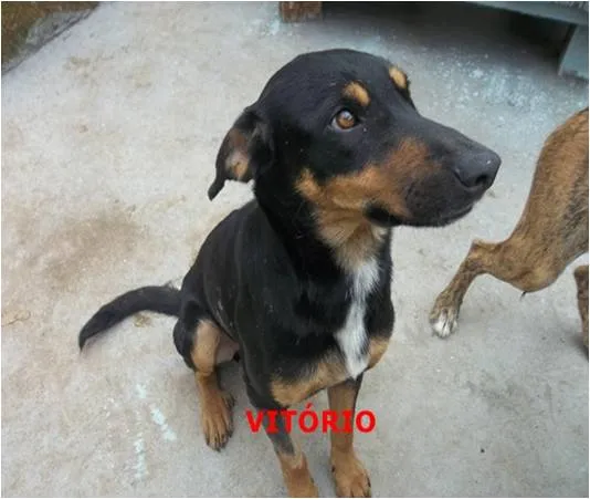 Cachorro ra a srd idade 2 anos nome Vitório