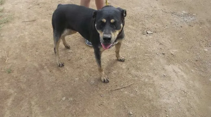 Cachorro ra a srd idade 3 anos nome Teka