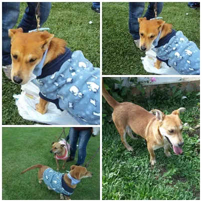Cachorro ra a srd idade 1 ano nome Batatinha