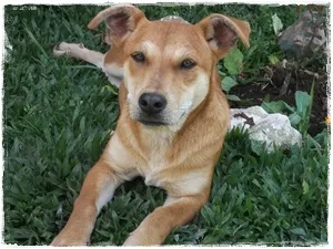 Cachorro ra a srd idade 1 ano nome Batatinha