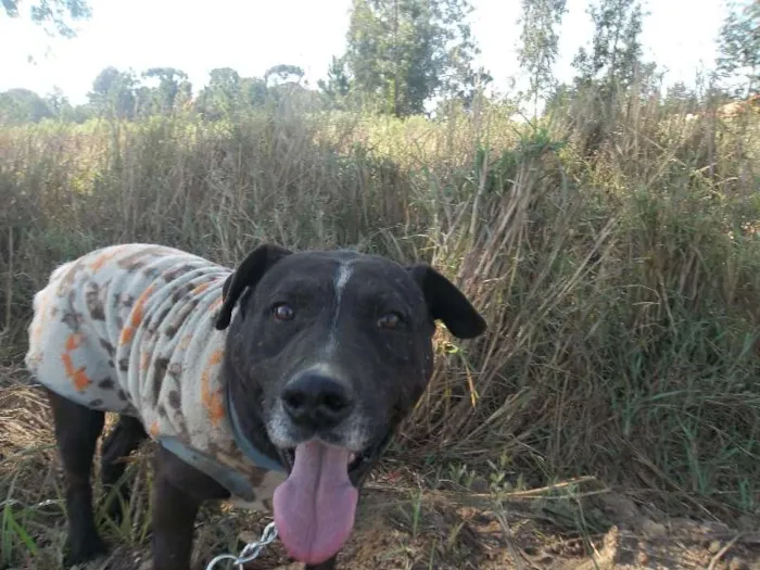 Cachorro ra a pitbull idade 6 ou mais anos nome Djalma