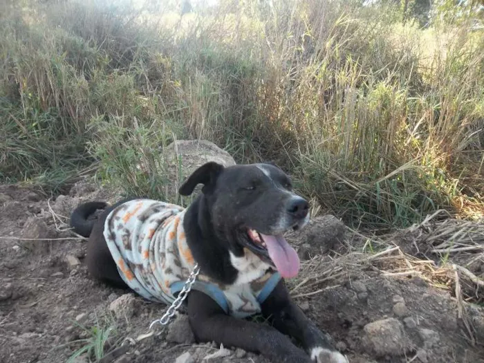 Cachorro ra a pitbull idade 6 ou mais anos nome Djalma