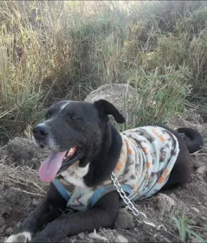 Cachorro raça pitbull idade 6 ou mais anos nome Djalma