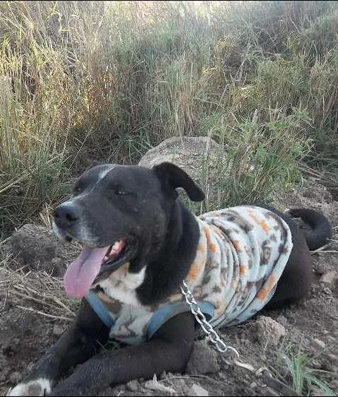 Cachorro ra a pitbull idade 6 ou mais anos nome Djalma