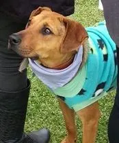 Cachorro ra a srd idade 1 ano nome Tiaguinho