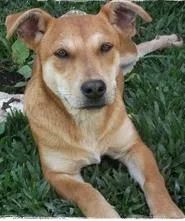 Cachorro ra a srd idade 1 ano nome Batatinha