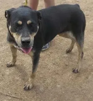 Cachorro raça srd idade 3 anos nome Teka