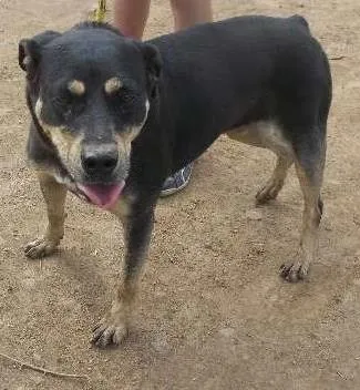 Cachorro ra a srd idade 3 anos nome Teka