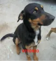 Vitório
