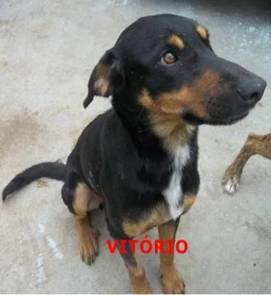 Cachorro ra a srd idade 2 anos nome Vitório