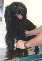 Cachorro raça srd idade 4 anos nome Pandora