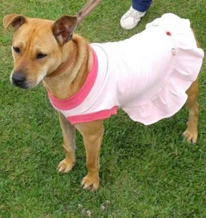 Cachorro raça srd idade 2 anos nome Penélope