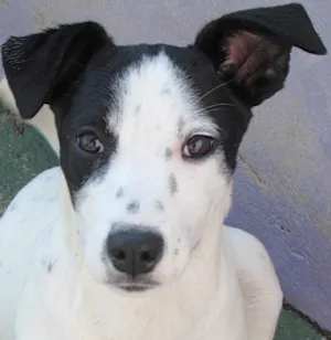 Cachorro raça SRD idade 2 a 6 meses nome CANDY FILHOTE