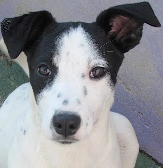 Cachorro ra a SRD idade 2 a 6 meses nome CANDY FILHOTE
