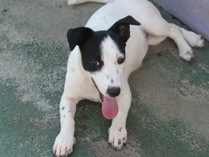 Cachorro ra a SRD idade 2 a 6 meses nome CANDY FILHOTE