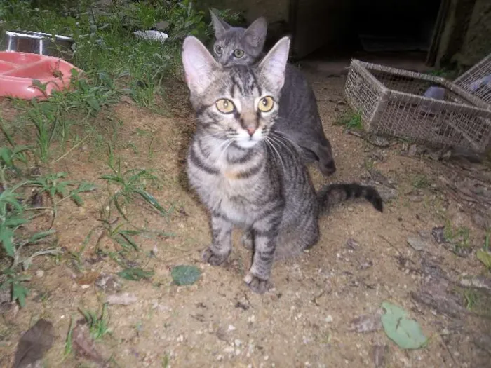 Gato ra a srd idade 7 a 11 meses nome Mona