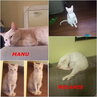 Gato ra a srd idade 1 ano nome Manu e Melanie