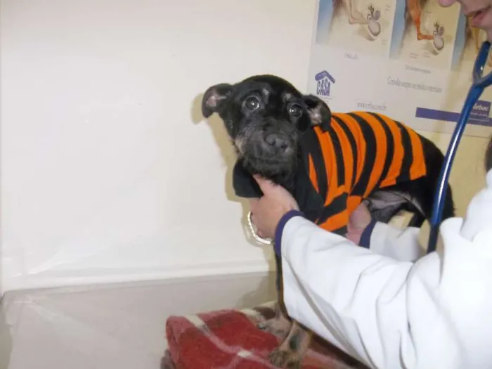 Cachorro ra a srd idade 7 a 11 meses nome Julinho