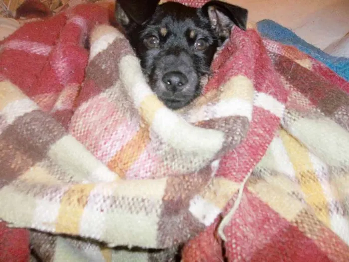 Cachorro ra a srd idade 7 a 11 meses nome Julinho