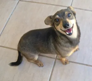 Cachorro raça PINSCHER  idade 6 ou mais anos nome TIN 