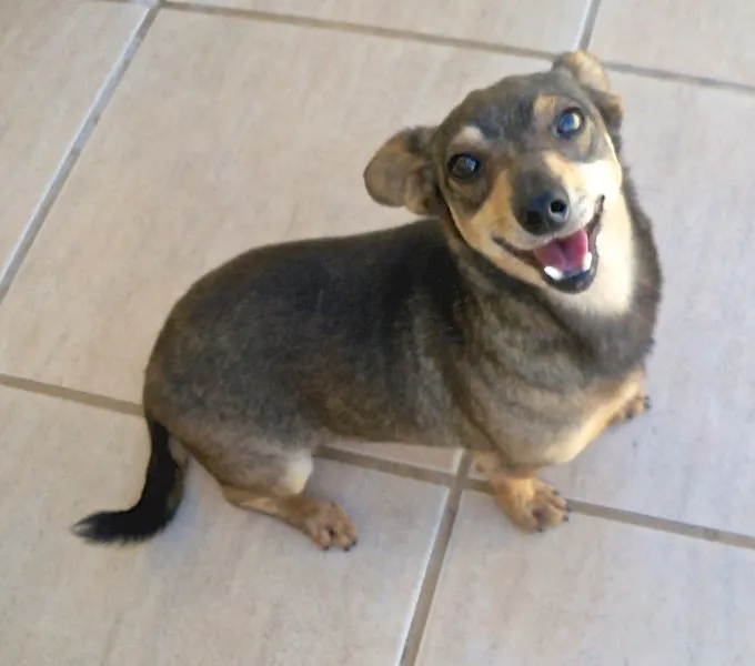 Cachorro ra a PINSCHER  idade 6 ou mais anos nome TIN 